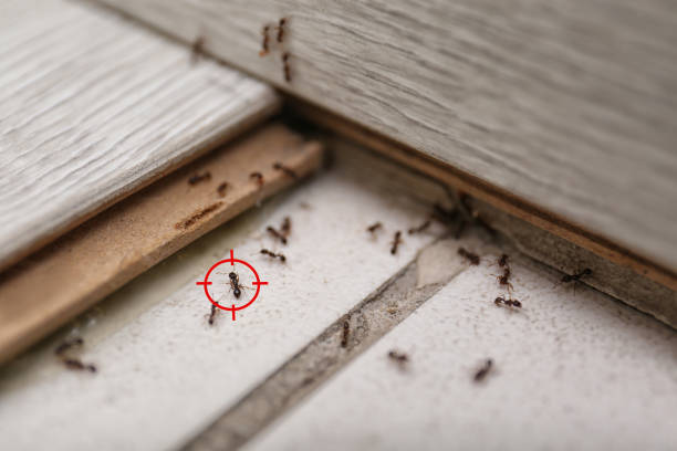 Best Ant Control Services  in Norwalk, CT