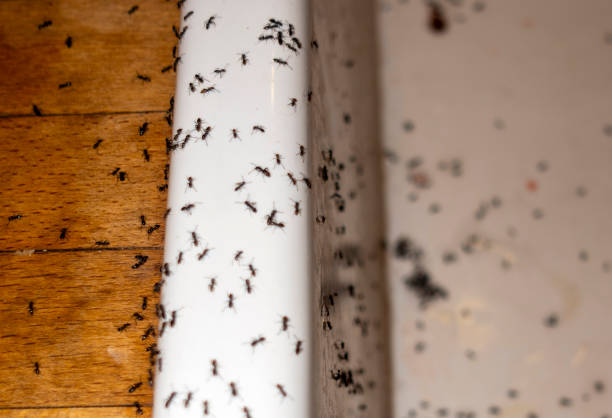 Best Pest Control Near Me  in Norwalk, CT