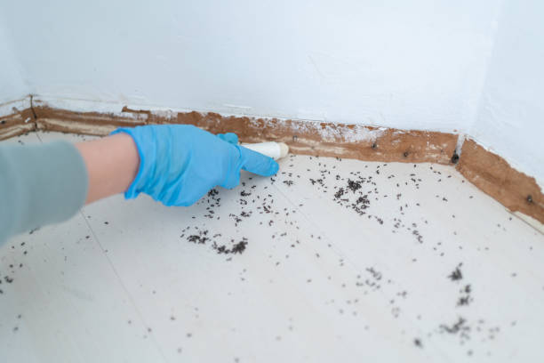 Best Flea Control Services  in Norwalk, CT